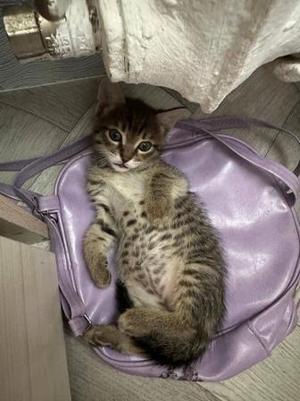 Бенгальский красавчик ищет свой дом