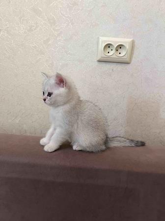 Продаются породистые котята !