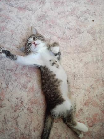 Отдам кошечку