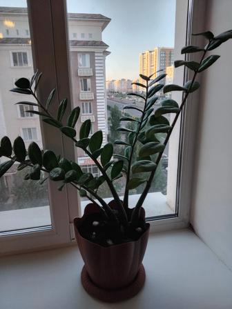 Комнатные растения