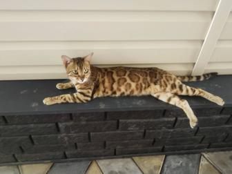 Бенгальская кошка