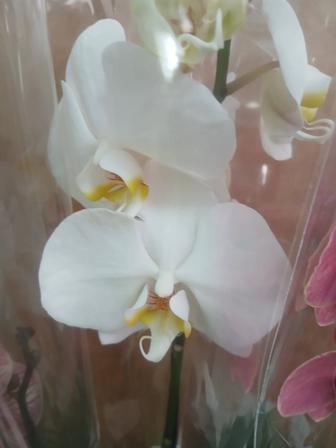 Орхидеи 70см из Голландии
