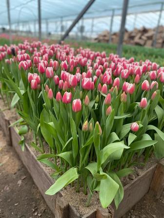 !ОПТОМ тюльпаны!