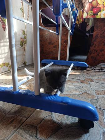 Отдам котят