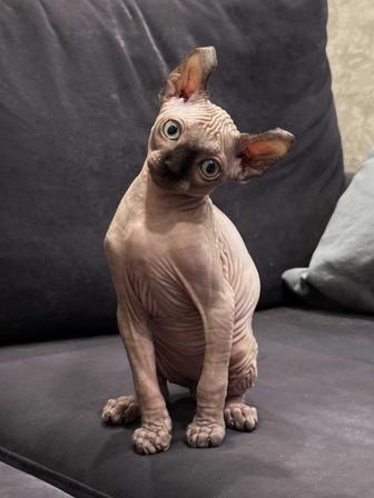 Котята Эльфы