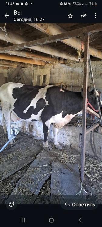Продам корову