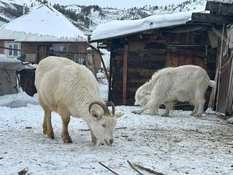 Продам Зааненскую козу