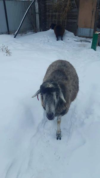 Овцы бараны