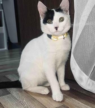 Отдам котенка (мальчик)