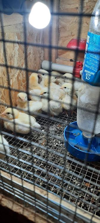 Продам цыплят адлерской породы