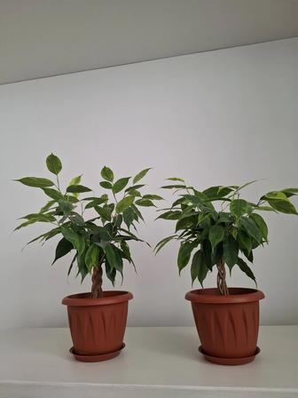 Фикус Бенджамина,комнатные цветы