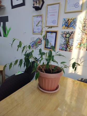 Продам комнатный цветок