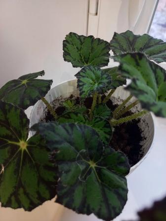 Красивые домашние растения