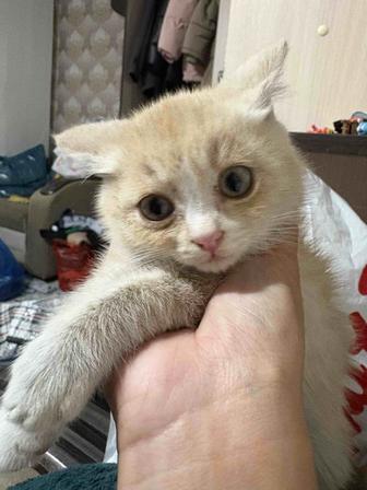 Котенок в добрые рук