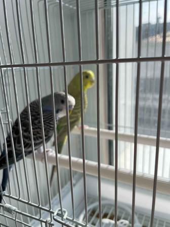 Волнистые попугаи бесплатно