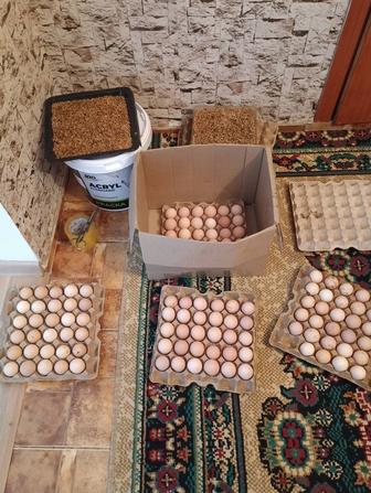 Инкубационные яйца от Кучинских кур.