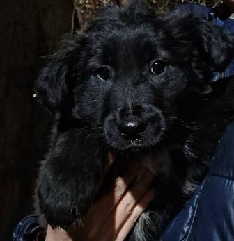 Щенки бездомные