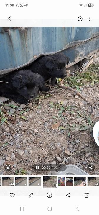 Щенки бездомные