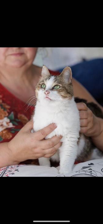 Подарю красавицу кошку