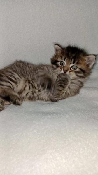 Котёнок