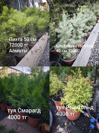 Хвойные и вечнозелёные!