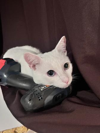 Передержка кошек