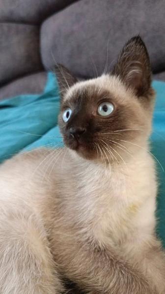 Котенок в добрые ручки
