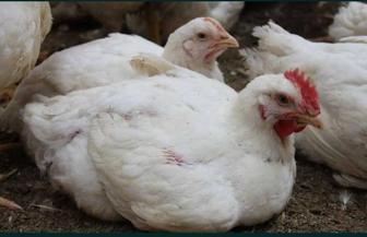 Продам бройлерных кур 1000шт