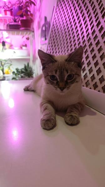 Кошечка мечты