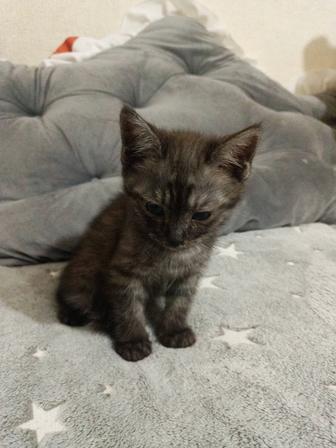 Отдам нежного котенка