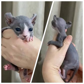 Эльфы и Двельф на брони