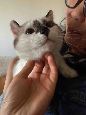 найден кот