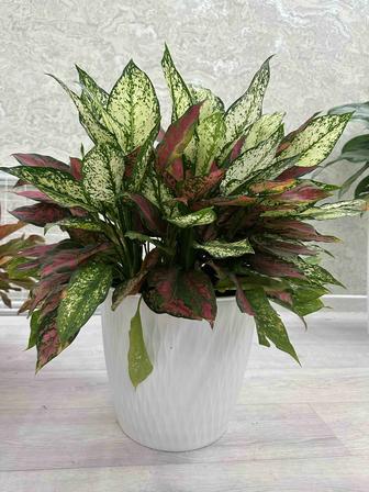 Продам цветы Аглаонема