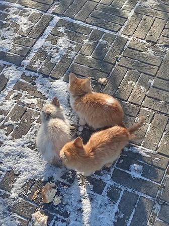 Отдам котят в хорошие руки