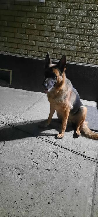 Продажа щенка