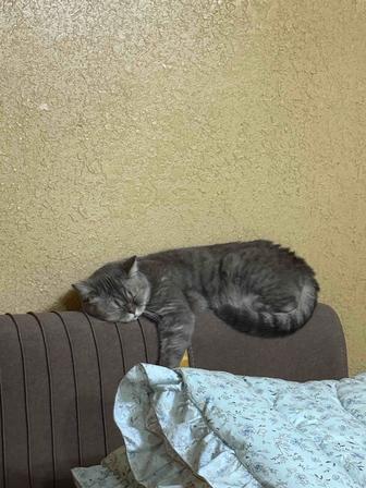 Срочно отдам кошку в хорошие руки!