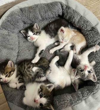 Отдам котят в добрые руки