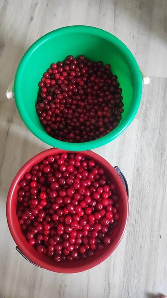 Вишня