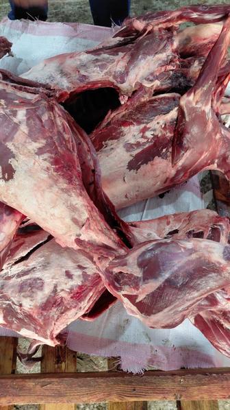 Мясо Сайгака