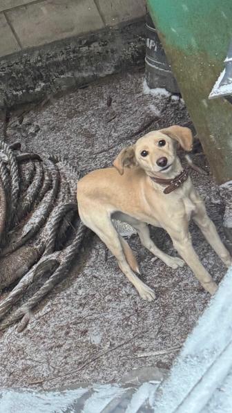 Найдена собака