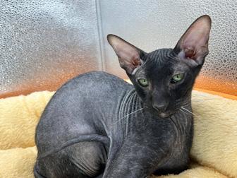 Продажа котят породы Петерболд