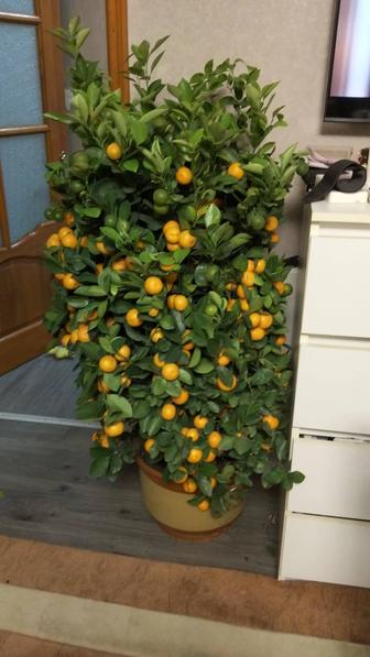 Продам дерево мандарин