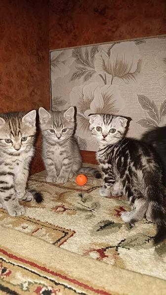 Продам котят
