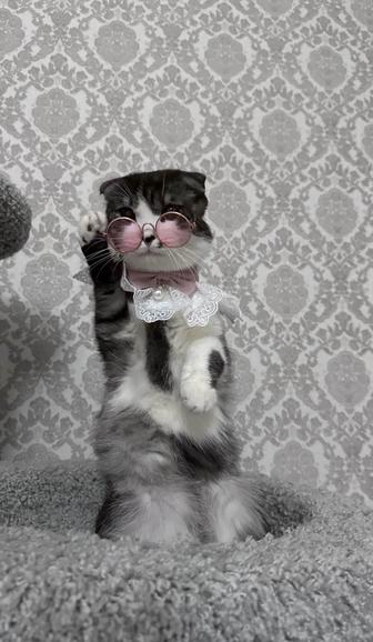 Отдаем в хорошие руки, людям которые любят животных.