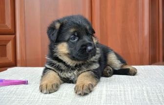 Щенок немецкой овчарки