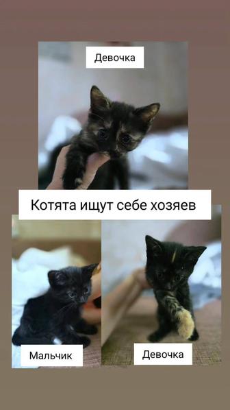 Отдам в добрые руки котят