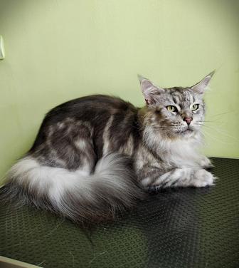 Груминг кошек