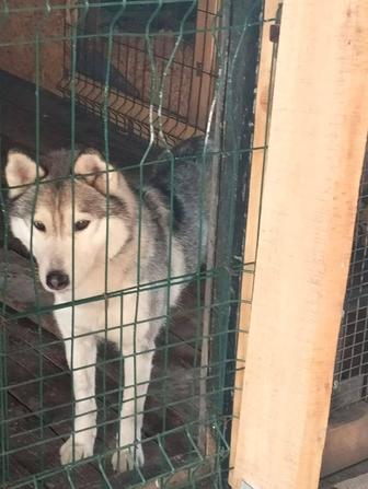 Отдам собаку хаски в добрые руки
