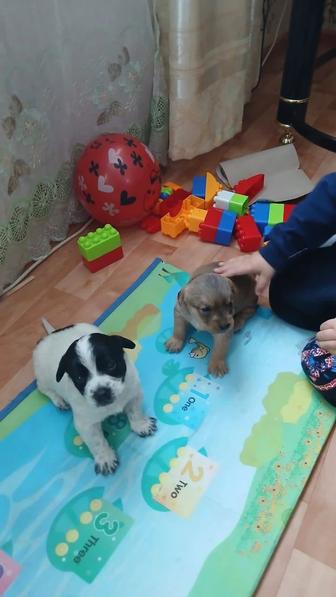 Подарок к 8 марта Живые щенки Мальчики Полтора месяца