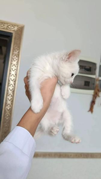 Котенок